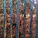 Back-lighting on Beech and a Chestnut pale fence