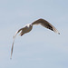 Gull flight 2