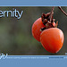 Screen Capture #489 - 'ipernity  photo sharing community ipernity'