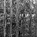 B&W Back-lighting on Beech and a Chestnut pale fence