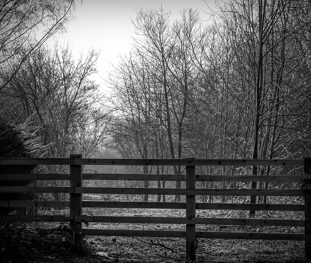 Woods and fence in B&W for Friday