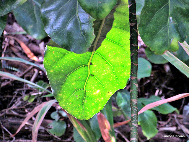 Sunlight on a Leaf.