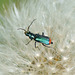 Kleiner grüner Käfer auf Pusteblume