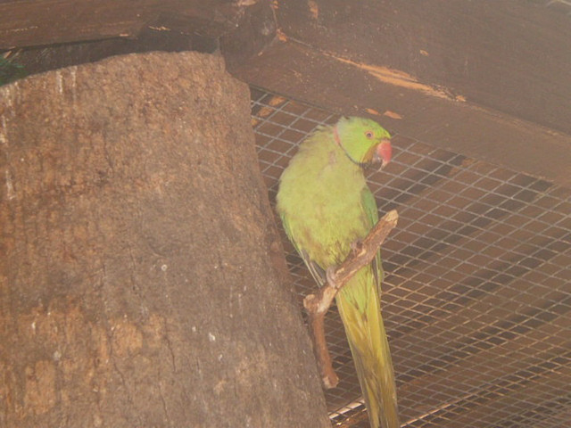 Bourke parakeet (Neopsephotus bourkii).