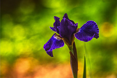 Our Lone Iris