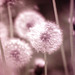 Infrared doesn't much change dandelion seedheads