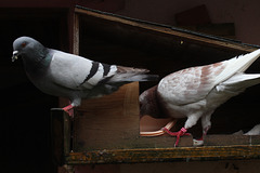 mon couple de pigeons