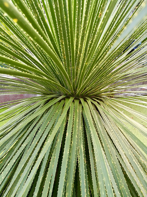 Hortus Botanicus 2018 – Dasylirion glaucophyllum