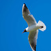 Gull in flight (2)
