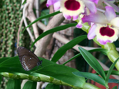 Butterfly & Orchids