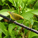 Is this a female Violaceous euphonia, Trinidad?