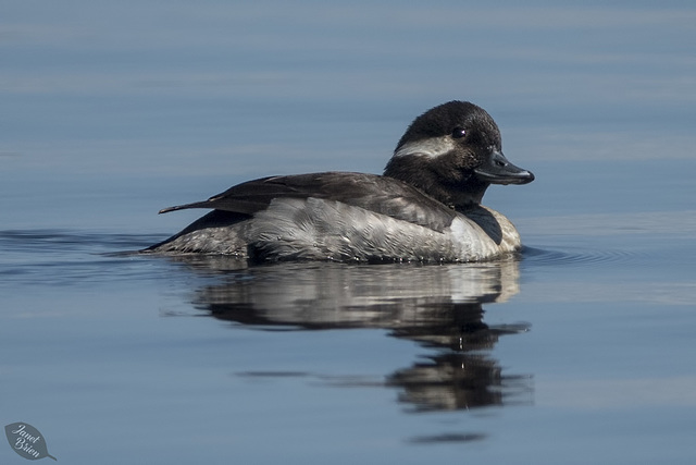 Pictures for Pam, Day 166: Bufflehead Male