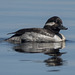 Pictures for Pam, Day 166: Bufflehead Male