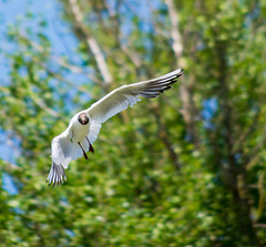 Gull in flight (3)