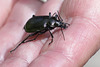 Der Kleine Puppenräuber: Ein nützlicher Jäger in Eichenwäldern - The lesser searcher beetle: a useful hunter in oak forests
