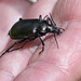 Der Kleine Puppenräuber: Ein nützlicher Jäger in Eichenwäldern - The lesser searcher beetle: a useful hunter in oak forests