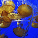 Pacific Sea Nettles – Monterey Bay Aquarium, Monterey, California