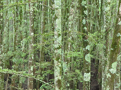 Bald-cypress trees covered with lichens