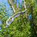 Gull in flight (4)
