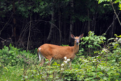 ST Bruno deer june 4 2021 DSC 8737