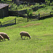 Sheep may safely graze (Explored)