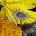 Ein Pilzlein steht im Walde - There is a little mushroom in the forest