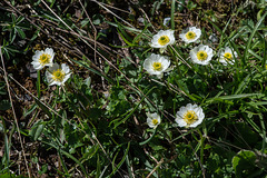 Ranunculus alpestris, Alpen-Hahnenfuss - 2015-06-26--D4_SC3104