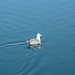 Svalbard, The Seagull on the Water