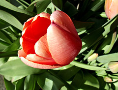 Peachy tulips