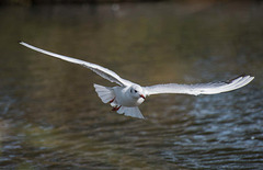 Gull in flight 1