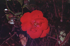 One Rose