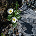 Ranunculus alpestris, Alpen-Hahnenfuss - 2015-06-26--D4_DSC3107