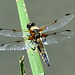Four-spotted Chaser m (Libellula quadrimaculata) DSB 0302