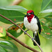 Masked Cardinal / Paroaria nigrogenis, Trinidad