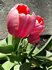 Pinky tulips