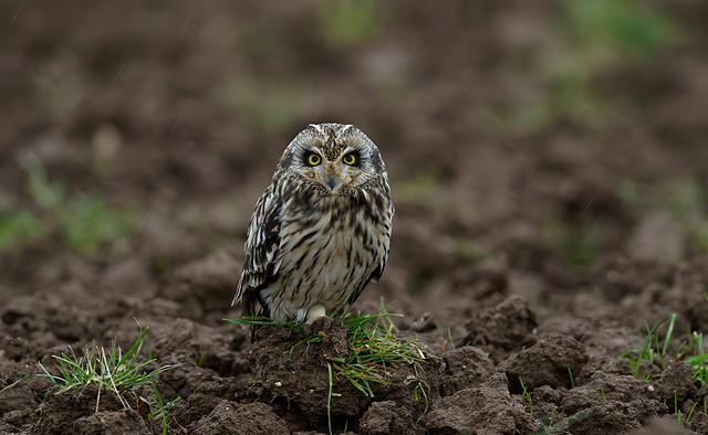 Hibou des Marais - short eared Owl