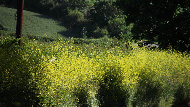 The gorgeous rape seed making the hedgerows look so bright and sunny