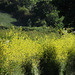 The gorgeous rape seed making the hedgerows look so bright and sunny