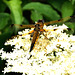 Four-spotted Chaser f (Libellula quadrimaculata) DSB 0229