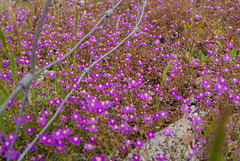 Spergularia purpurea, Caryophyllales, HFF to my iper buddies