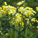 Cowslips behind the Wire close (HFF everyone)