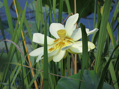 American lotus flower