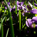 A crowd of violets