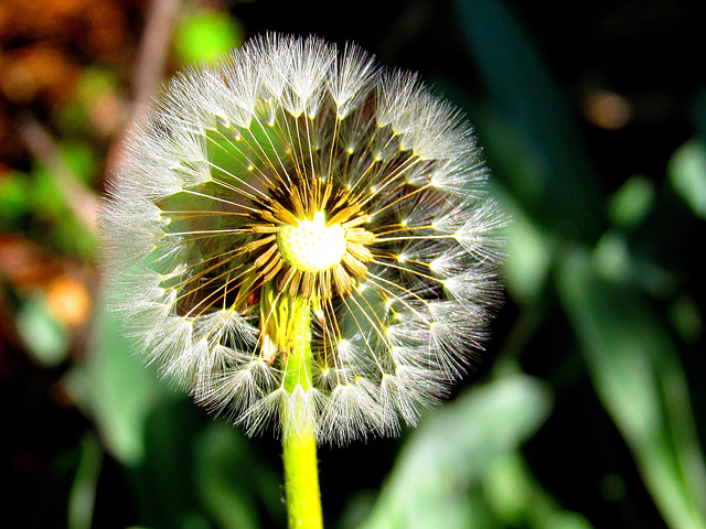 Touched By Sun and Wind - White River National Forest