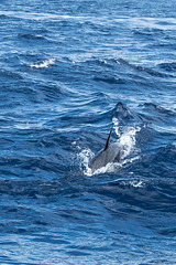 Kurzschnäuziger Gemeiner Delfin (© Buelipix)