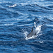 Kurzschnäuziger Gemeiner Delfin (© Buelipix)