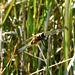 Four-spotted Chaser (Libellula quadrimaculata) DSC 5831