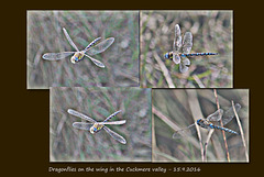 Dragonflies in flight - Cuckmere valley - 15.9.2016