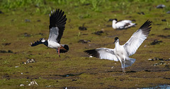 Lapwing being chased off by an avocet