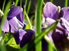 Lawn violets